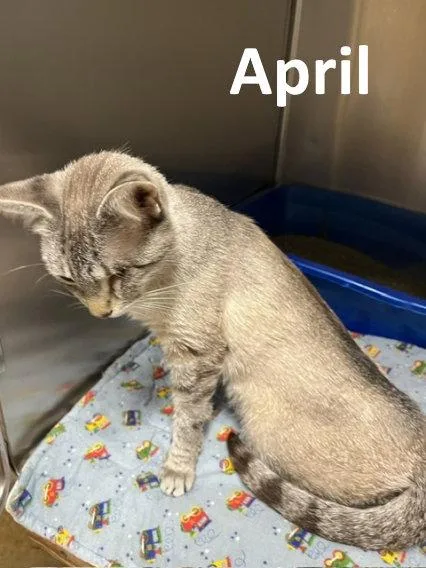 April thumbnail 2