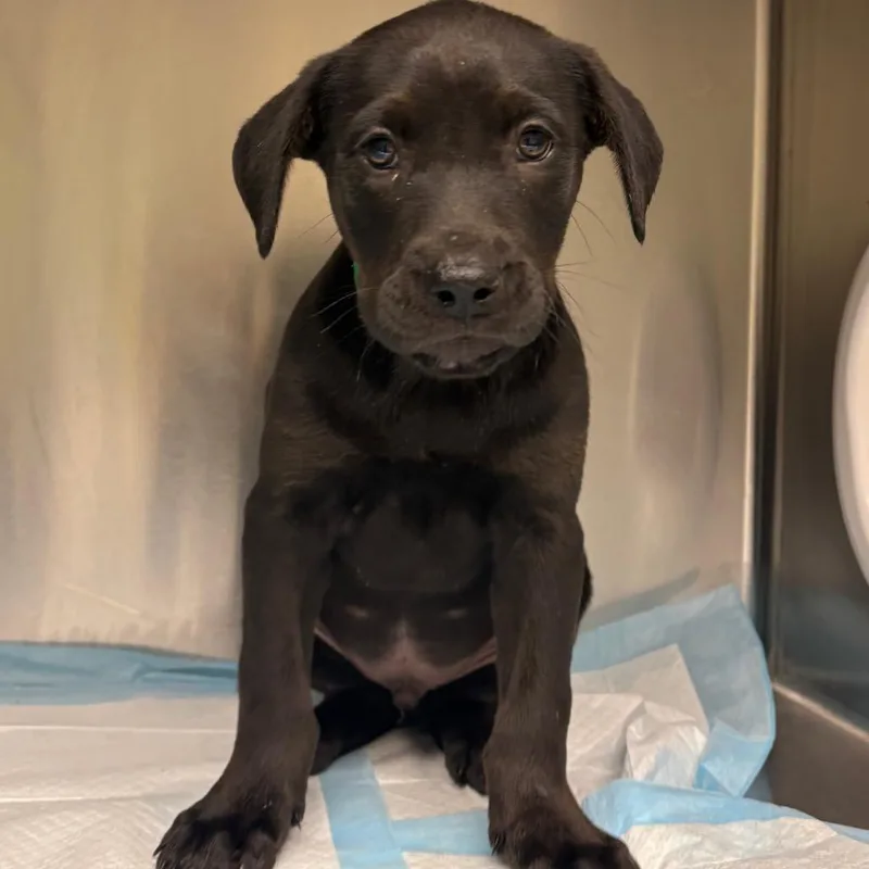 A baby medium-sized male Black Mixed Breed dog named Snickers for adoption in Batavia, OH