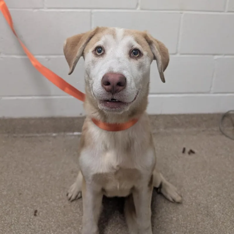 A baby medium-sized female Apricot / Beige Mixed Breed dog named Helene for adoption in League City, TX
