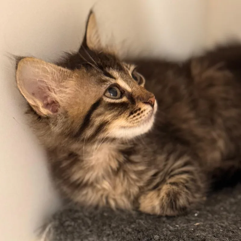 A baby small-sized female Domestic Short Hair cat named Madelyn for adoption in Cumming, GA