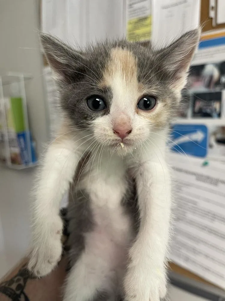 A baby small-sized female Domestic Short Hair cat named Celestial for adoption in Bolivar, MO