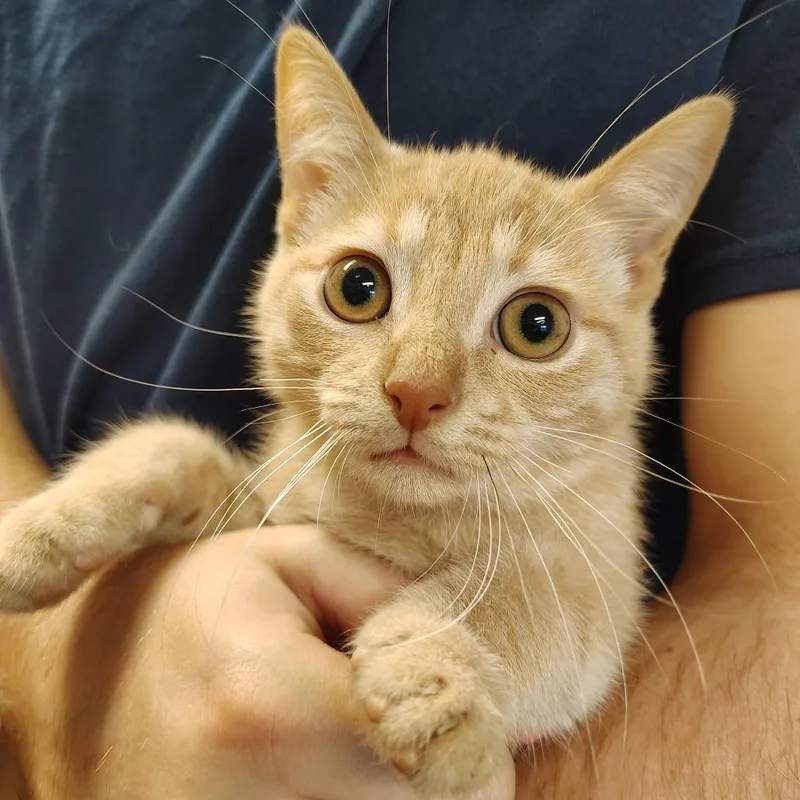 A young small-sized male Buff & White Domestic Short Hair cat named Gimli for adoption in Indiana, PA