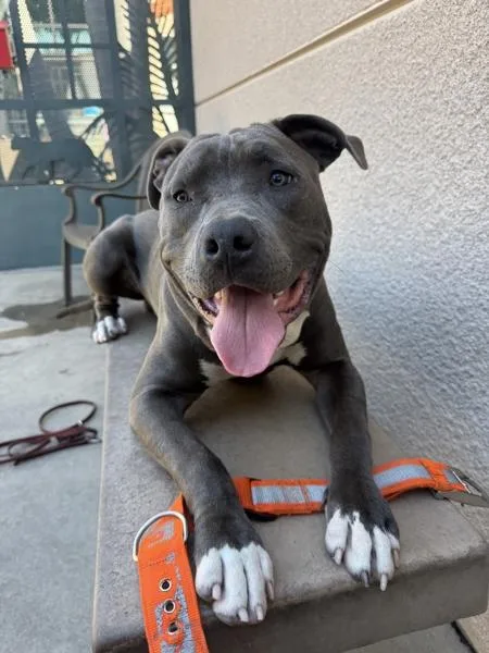 A young large-sized male Pit Bull Terrier dog named Olsen for adoption in San Diego, CA