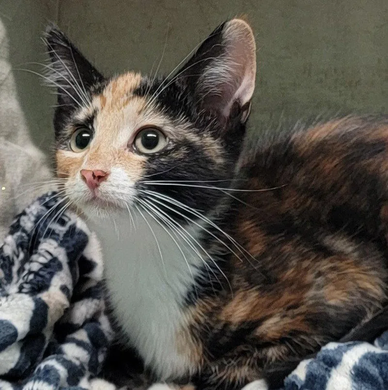 An adult medium-sized female Domestic Short Hair cat named Molly for adoption in Wetumpka, AL