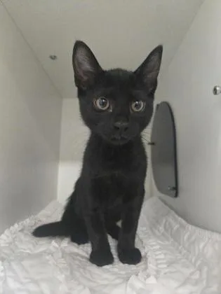 A baby small-sized male Domestic Short Hair cat named Panther for adoption in Savannah, GA