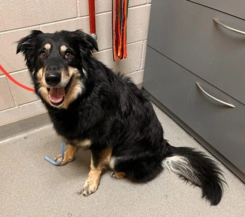 An adult large-sized female Shetland Sheepdog / Sheltie dog named Sadie for adoption in Fort Collins, CO