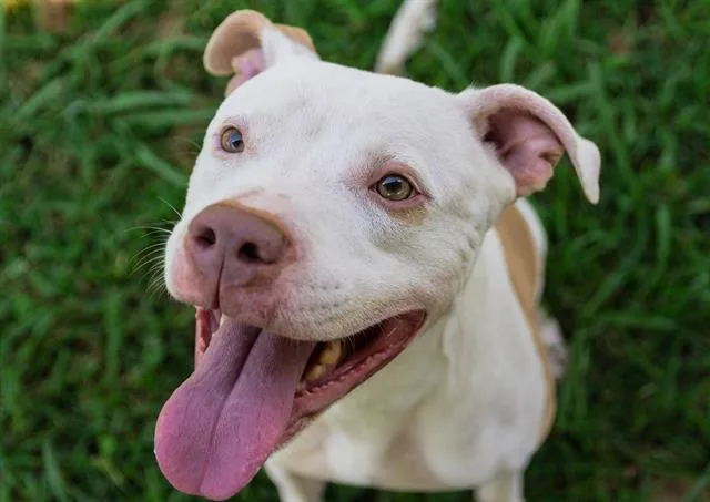 An adult large-sized male Pit Bull Terrier dog named Tuna for adoption in Norfolk, VA