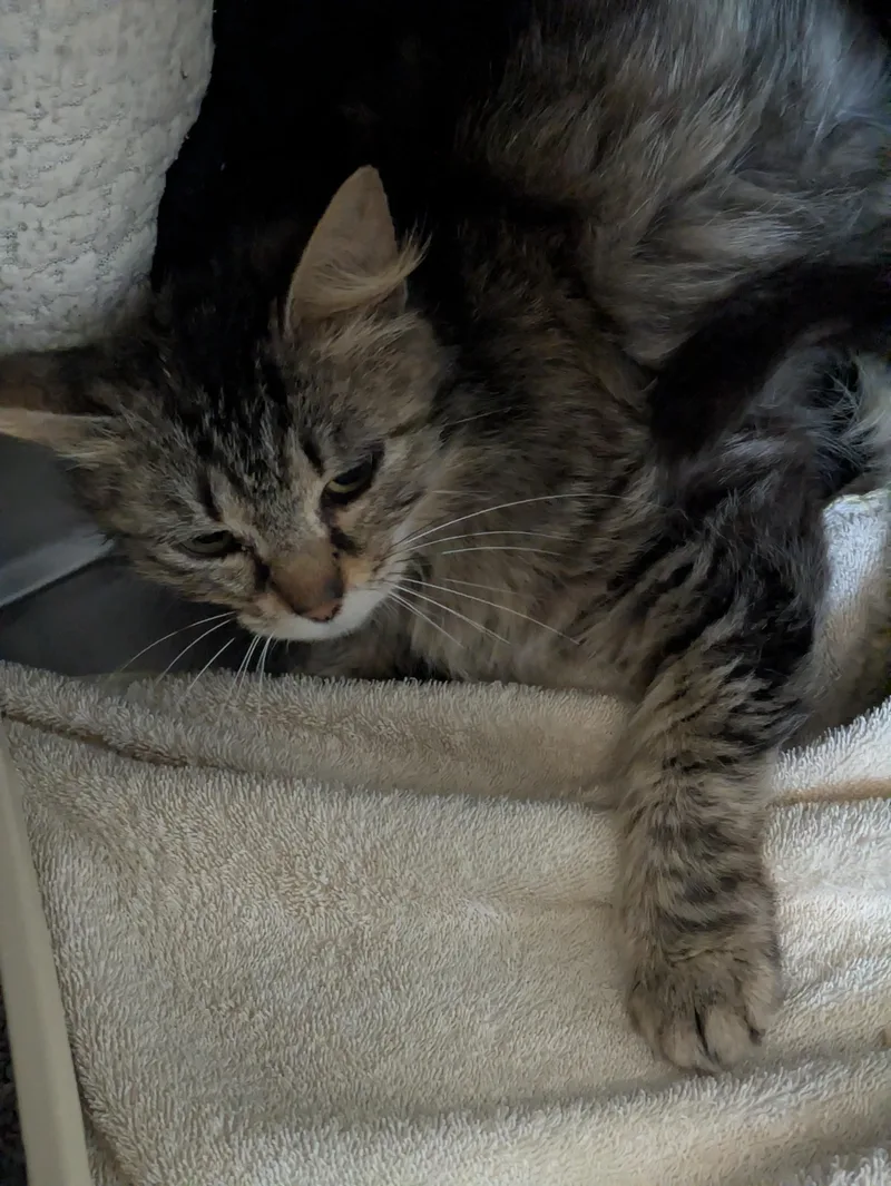 An adult medium-sized female Tabby (Brown / Chocolate) Domestic Medium Hair cat named Ivy for adoption in Bedford, VA