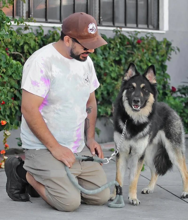 A young large-sized male Tricolor (Brown, Black, & White) German Shepherd Dog dog named Beaumont Von Bautzen for adoption in Los Angeles, CA