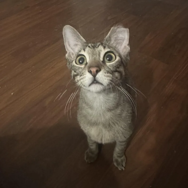 An adult small-sized male Brown / Chocolate Domestic Short Hair cat named Boba  Bonded To for adoption in Middleton, WI