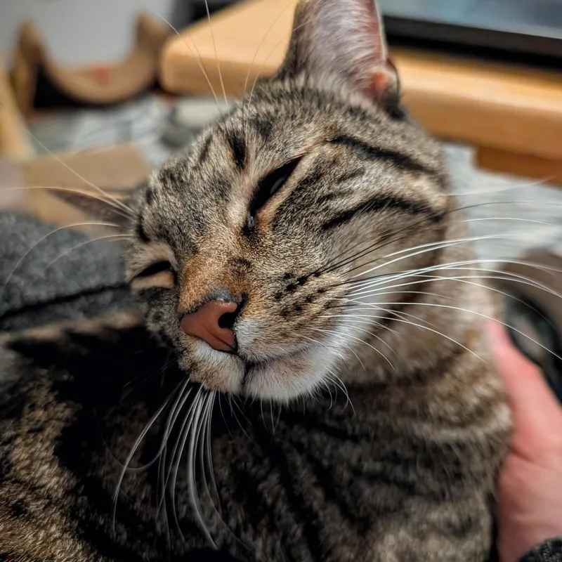 Boba  Bonded To thumbnail 2