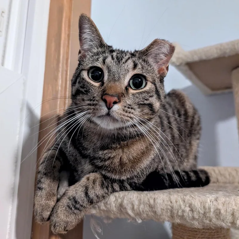 Boba  Bonded To thumbnail 4