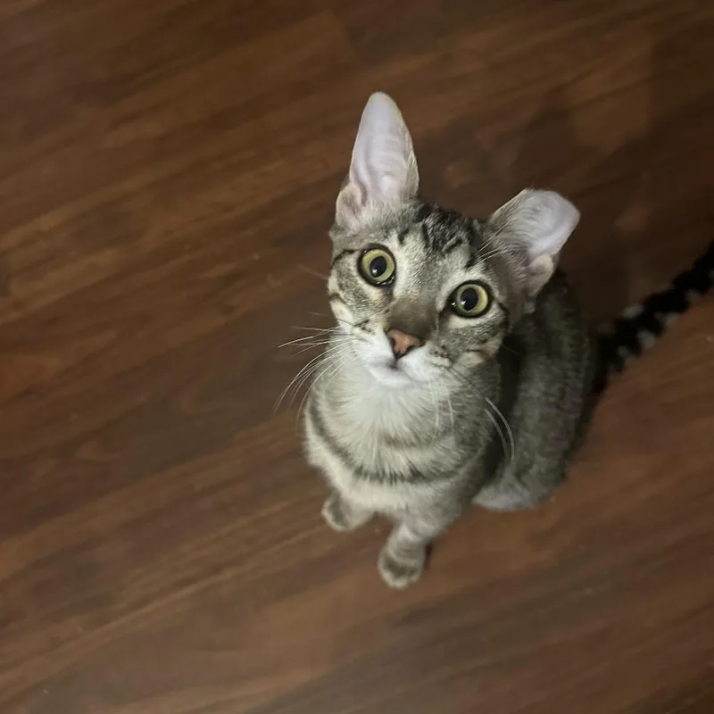 Boba  Bonded To thumbnail 5