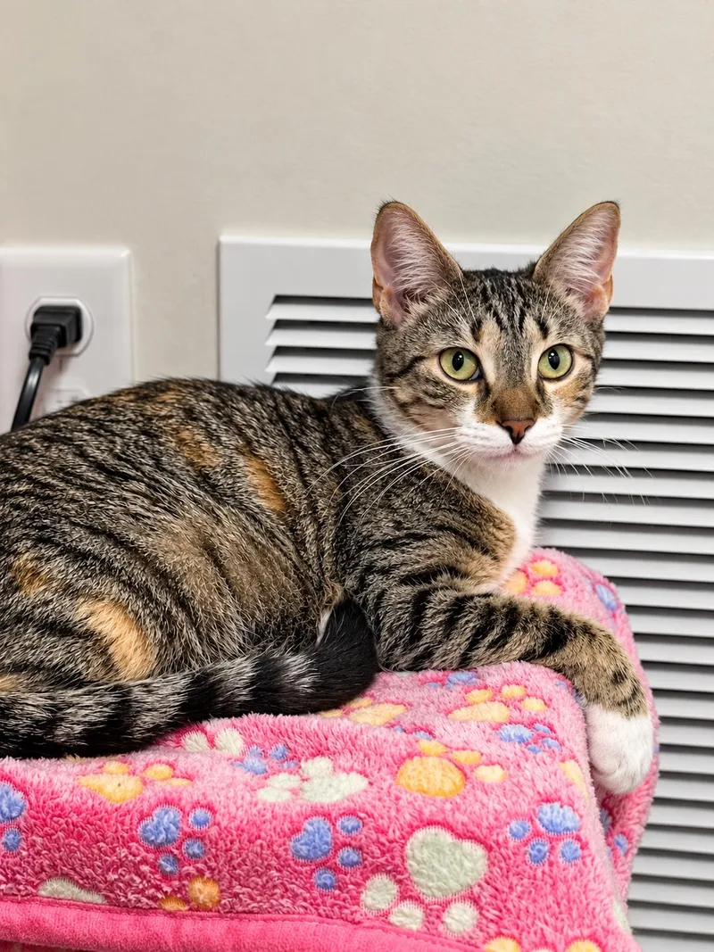 A young medium-sized female Tabby (Tiger Striped) Domestic Short Hair cat named Pearl for adoption in Victor, NY