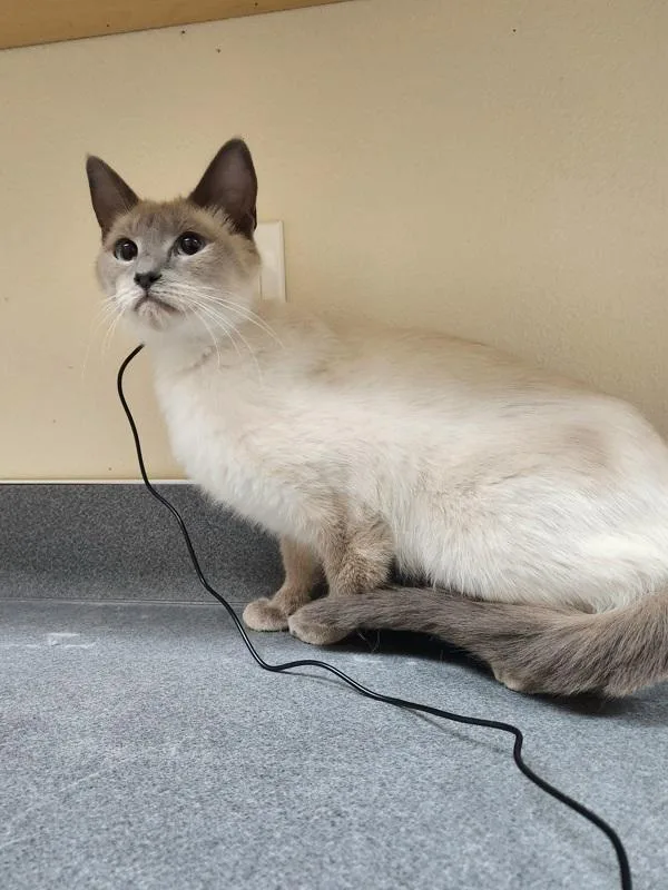 An adult small-sized female Siamese cat named Summer for adoption in Kennewick, WA