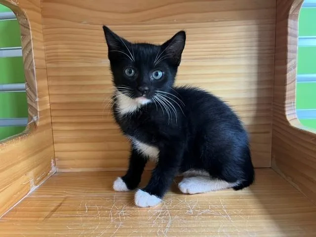 A young small-sized female Black & White / Tuxedo Domestic Short Hair cat named Bobbie for adoption in Tyler, TX