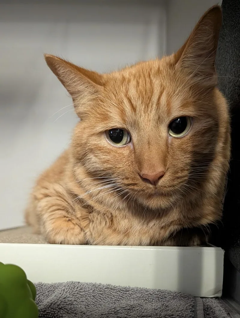 An adult large-sized male Orange / Red Domestic Medium Hair cat named Porkchop for adoption in Phoenix, AZ