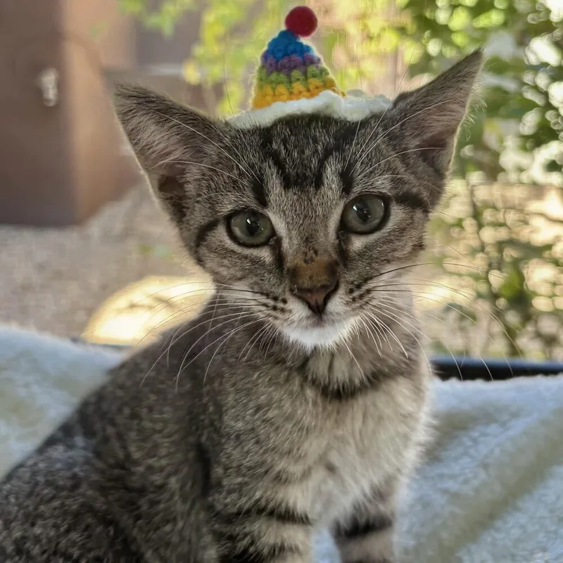 A baby small-sized female Tabby (Brown / Chocolate) Domestic Short Hair cat named Sage for adoption in Albuquerque, NM