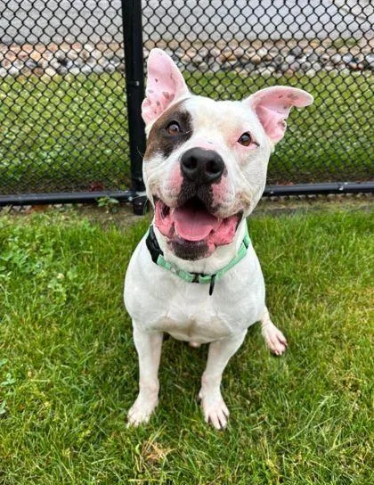 An adult large-sized male White / Cream Pit Bull Terrier dog named Rollo for adoption in Reisterstown, MD