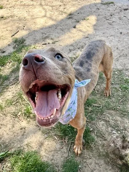 An adult medium-sized female Mixed Breed dog named Dasani for adoption in West Chester, PA