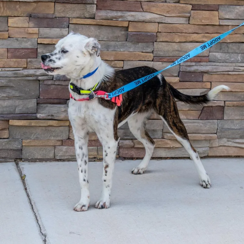 A young medium-sized male Black Boxer dog named Jango for adoption in Albuquerque, NM