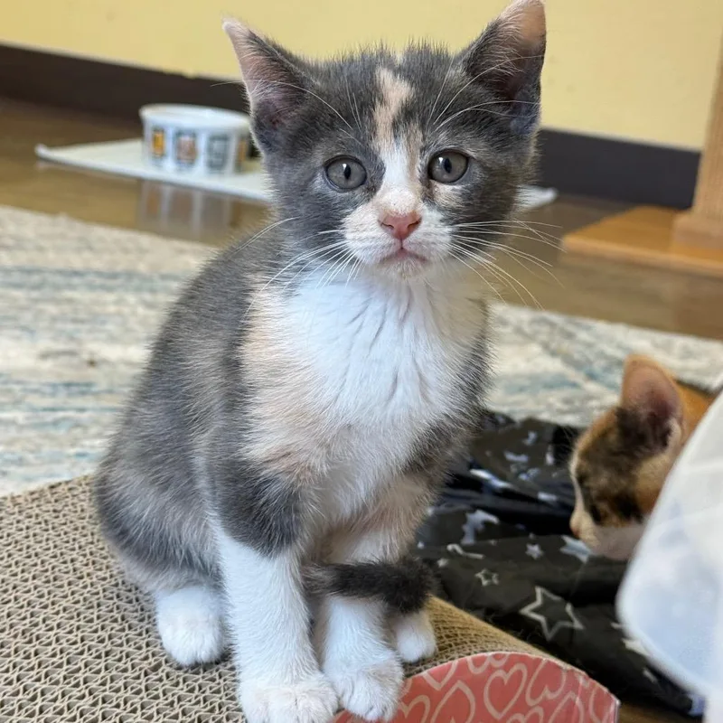 A baby small-sized female Orange / Red Domestic Short Hair cat named Maple for adoption in Flagstaff, AZ