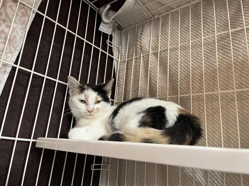 A baby small-sized female Calico Domestic Short Hair cat named Spotted Leaf for adoption in Salisbury, MA