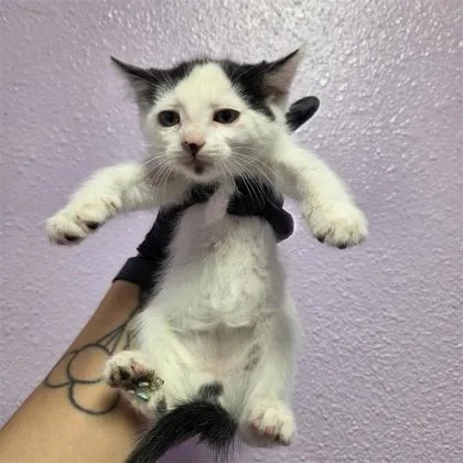 A baby small-sized female White Domestic Medium Hair cat named 61050662 for adoption in El Paso, TX