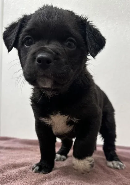 Minh Souphanousinphone