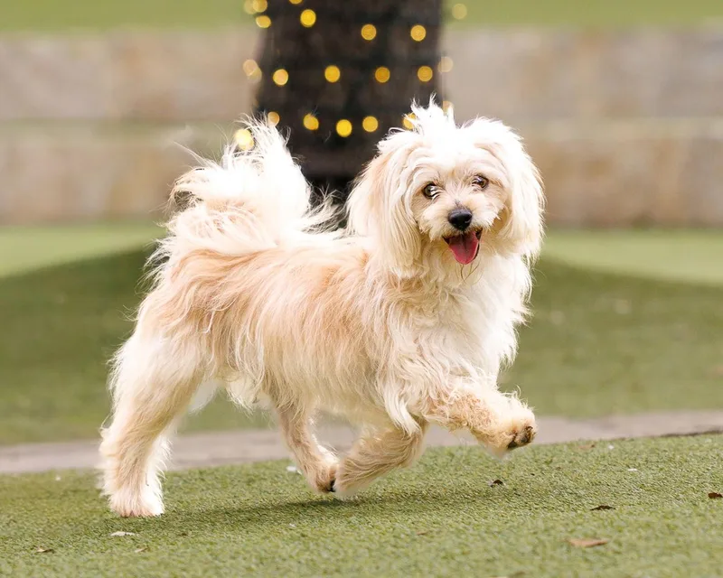 Heathcliff thumbnail 2