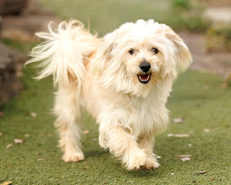 Heathcliff thumbnail 3