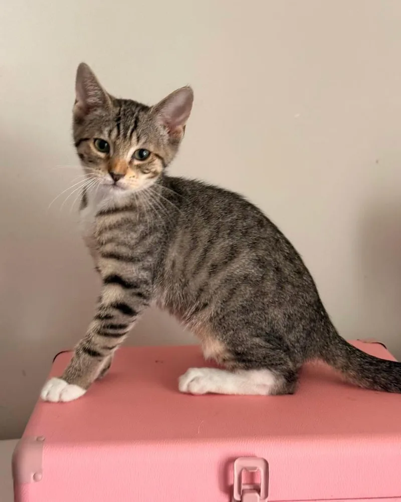 A baby medium-sized male Tabby (Brown / Chocolate) Domestic Short Hair cat named Oliver for adoption in Aberdeen, NC