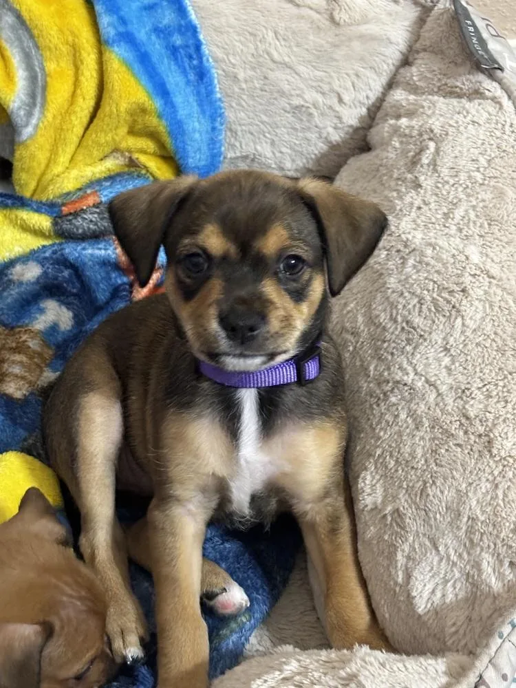 A baby small-sized female Terrier dog named Moon  Rumor for adoption in Lakeland, FL