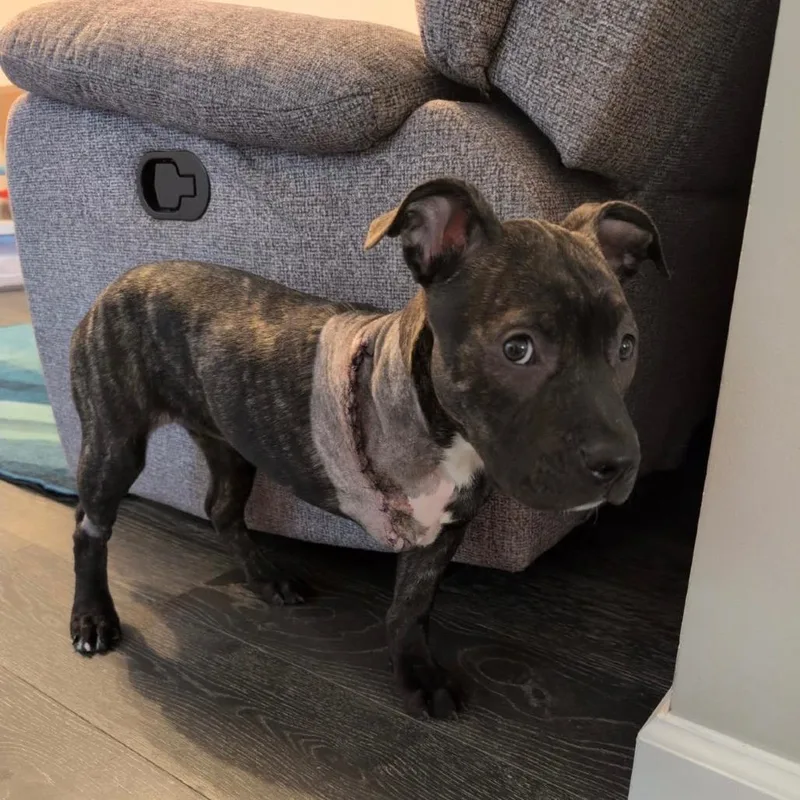 A baby small-sized female Brindle Pit Bull Terrier dog named Angela for adoption in Newark, DE