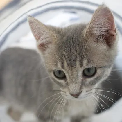 A baby medium-sized male Domestic Medium Hair cat named Hoagie for adoption in Verona, WI
