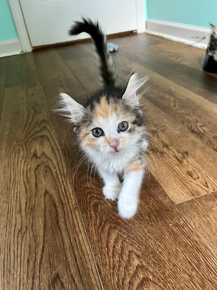 A baby medium-sized female Domestic Medium Hair cat named Clawdia Schiffer for adoption in Emerald Isle, NC