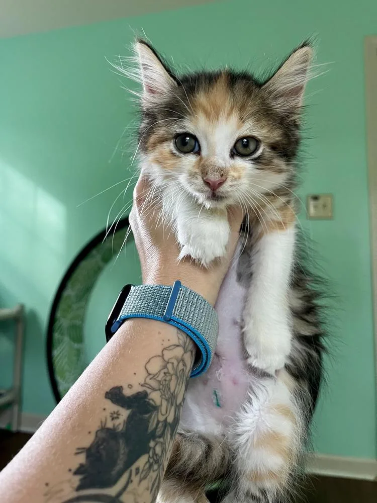 Clawdia Schiffer thumbnail 2