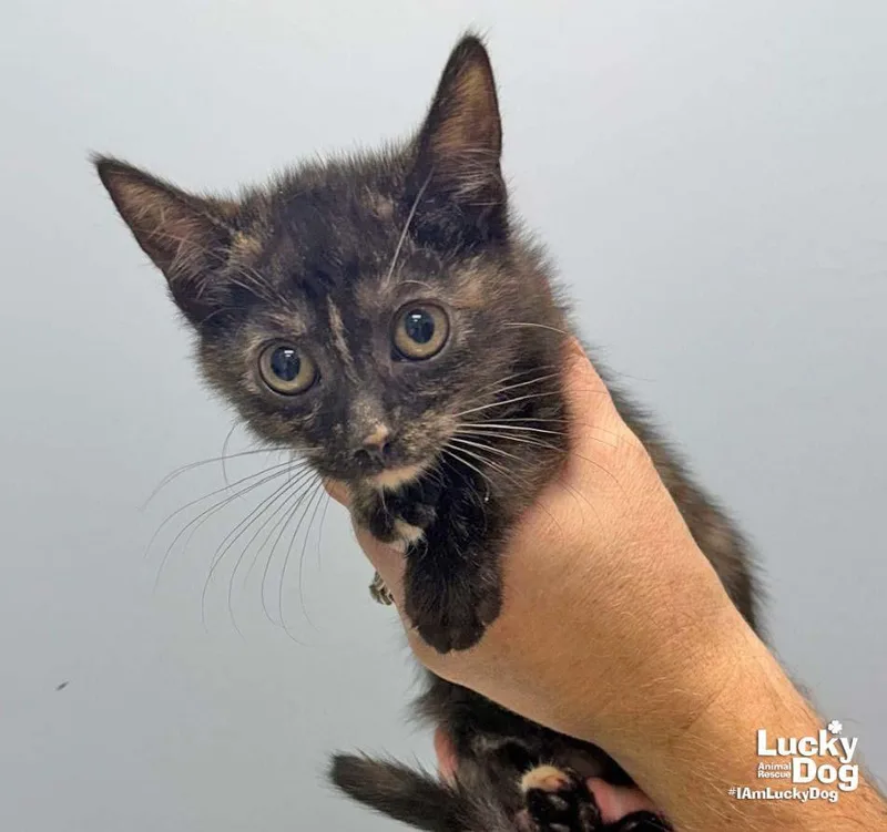 A baby medium-sized female Domestic Short Hair cat named Louise for adoption in Washington, DC