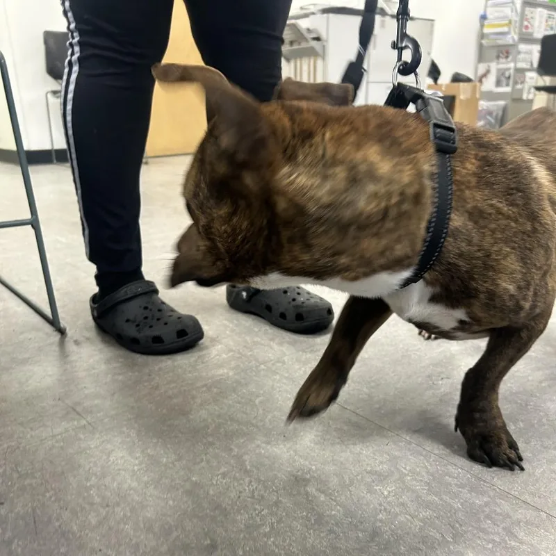 An adult large-sized male Brown / Chocolate Mixed Breed dog named Bruno for adoption in Philadelphia, PA