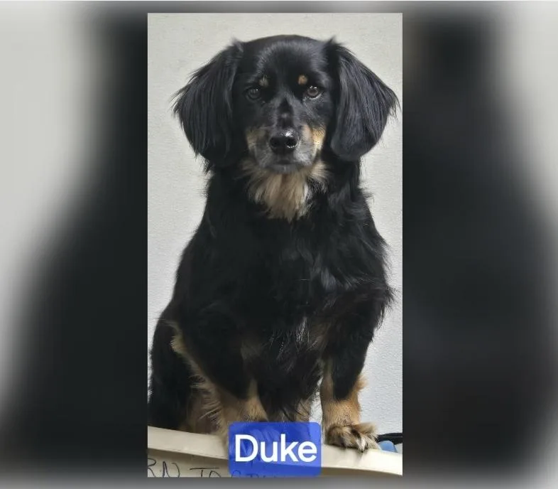 An adult small-sized male Bicolor Dachshund (Long Haired) dog named Duke for adoption in Wheelersburg, OH
