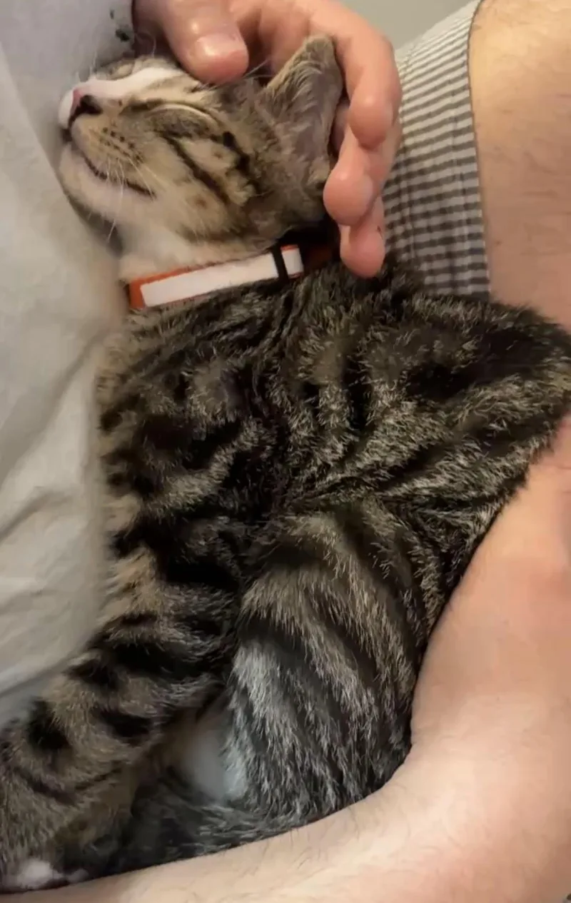 A baby medium-sized male Tabby (Tiger Striped) Domestic Short Hair cat named Taquito for adoption in Andover, CT