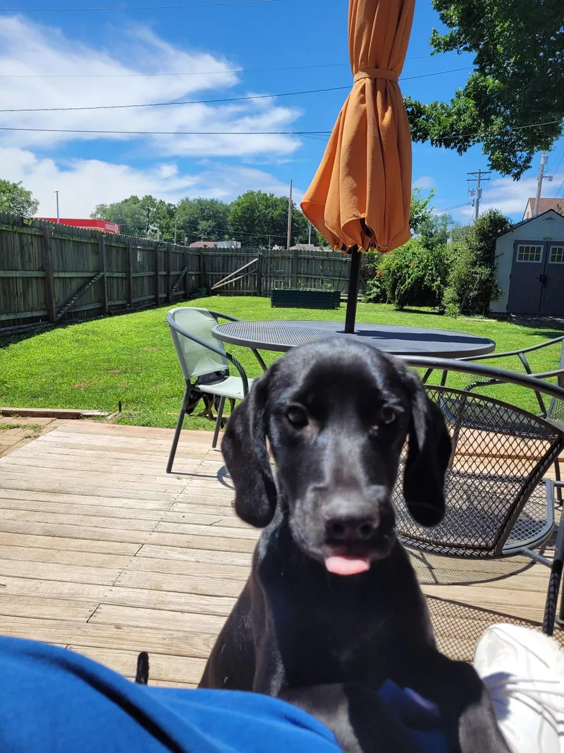 A baby large-sized male Mixed Breed dog named Dilly for adoption in St. Louis, MO
