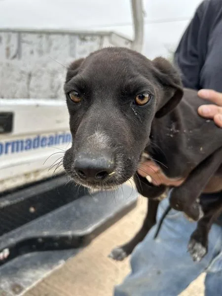 A baby large-sized male German Shepherd Dog dog named Zepplin for adoption in Victorville, CA
