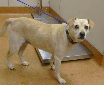 A senior medium-sized female Beagle dog named Nara for adoption in Sacramento, CA