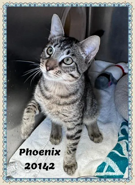 A baby medium-sized male Tabby (Gray / Blue / Silver) Domestic Short Hair cat named Phoenix for adoption in Marietta, GA