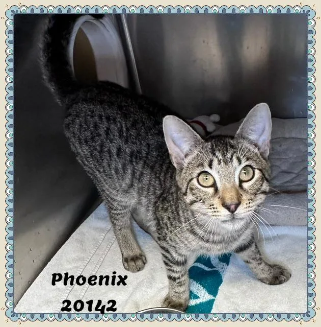 Phoenix thumbnail 3
