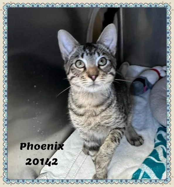 Phoenix thumbnail 4