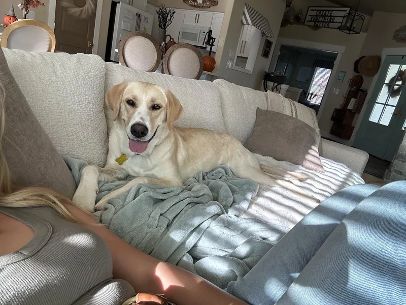 An adult large-sized female Labrador Retriever dog named Tula for adoption in Salt Lake City, UT