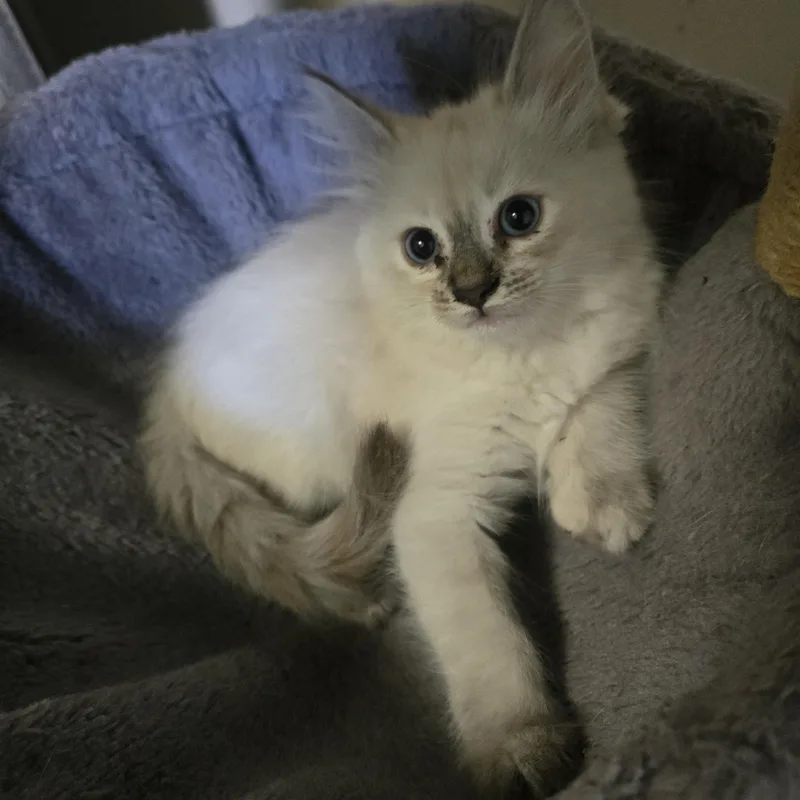 A baby small-sized female Blue Cream Ragdoll cat named Camilla for adoption in Woodland Hills, CA