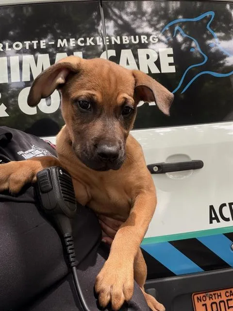 A baby small-sized female Mixed Breed dog named Lulu for adoption in Charlotte, NC